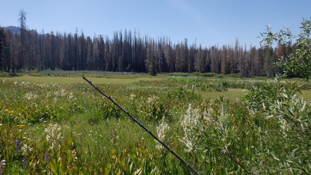 Martin Meadow