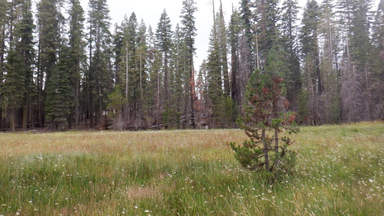 Government Meadow