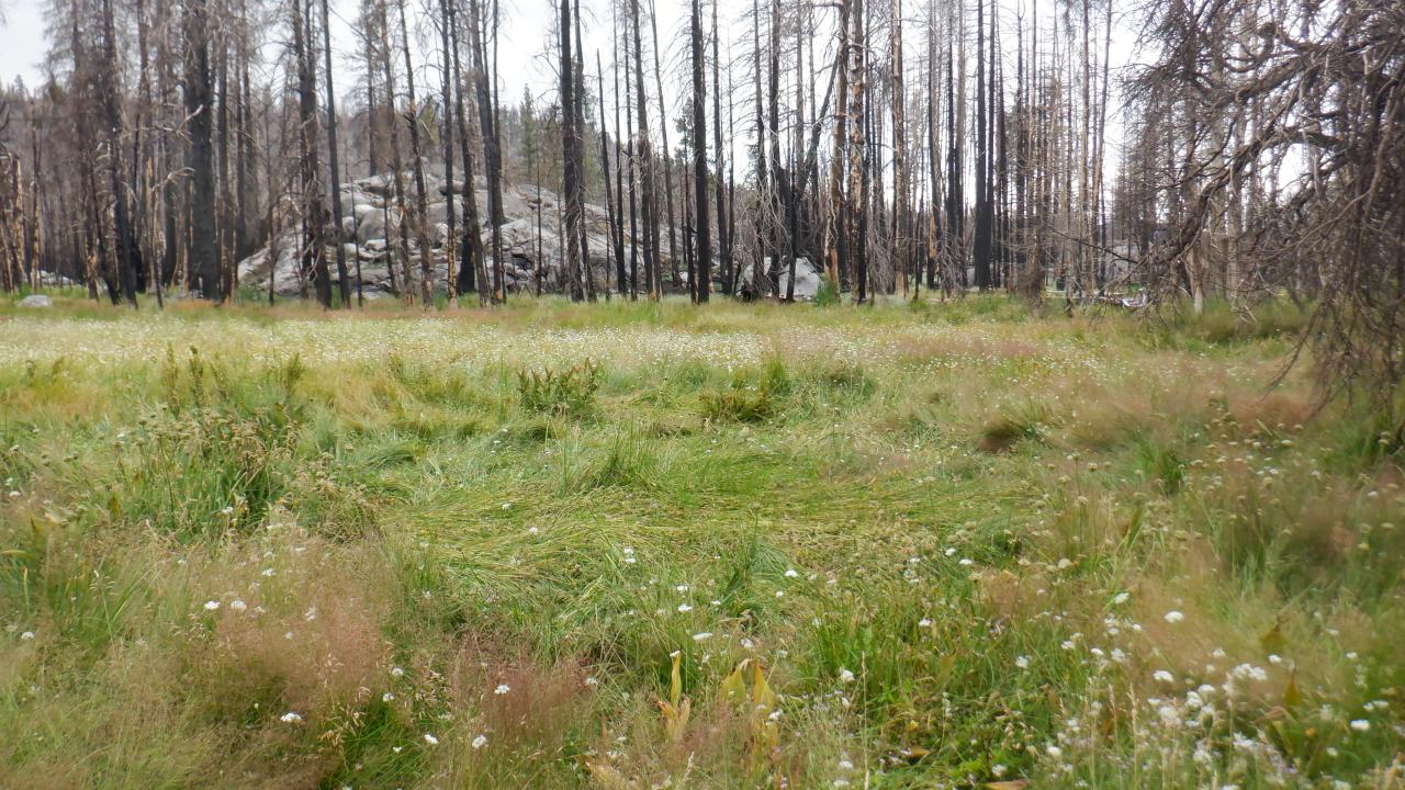 Silver Fork Meadow with big rock in backround