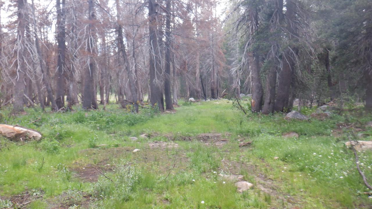 Upper Forni 1