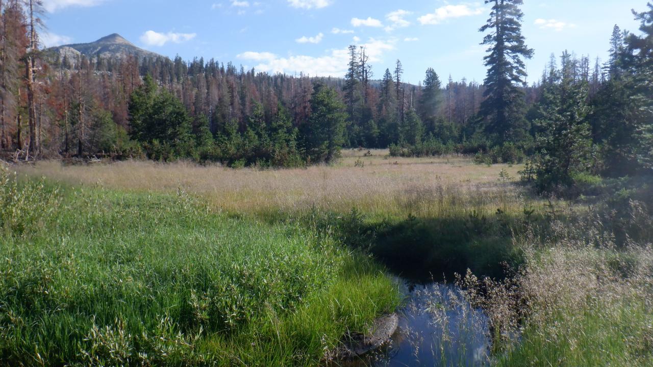 Upper Forni 3 meadow + mountain backgroun