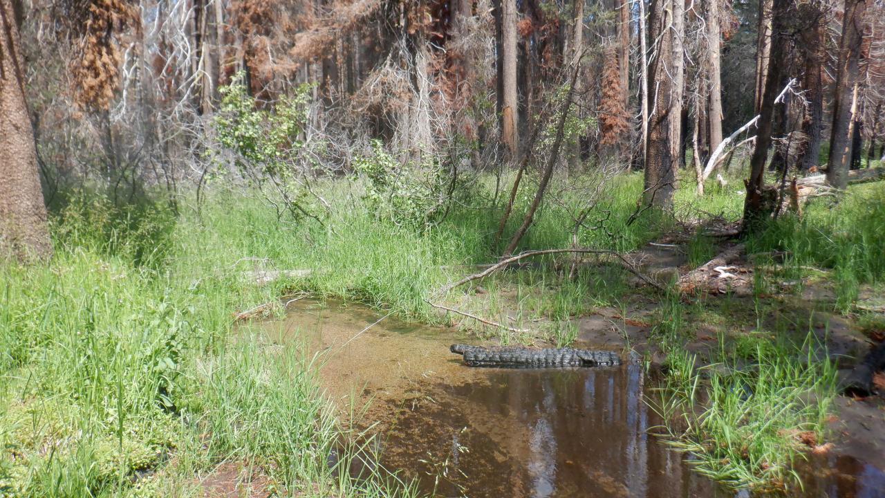 Huckleberry Flat log in creek