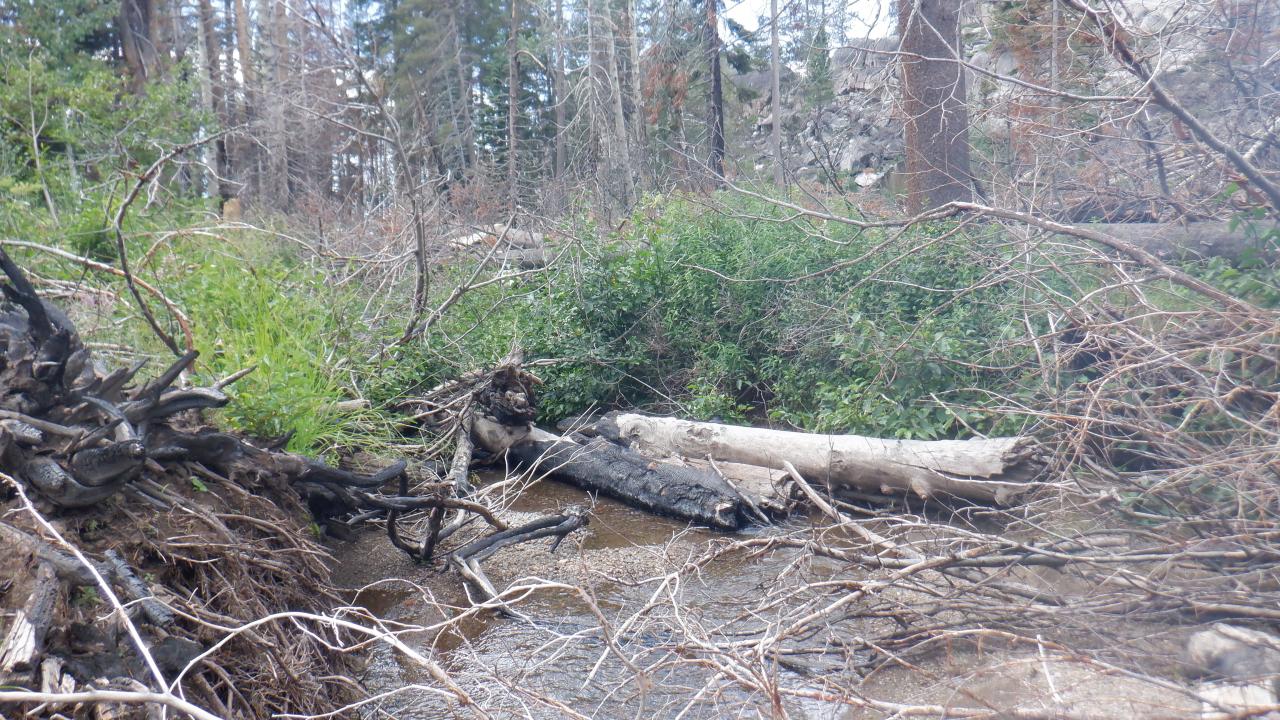 Lake Margarit fallen veg