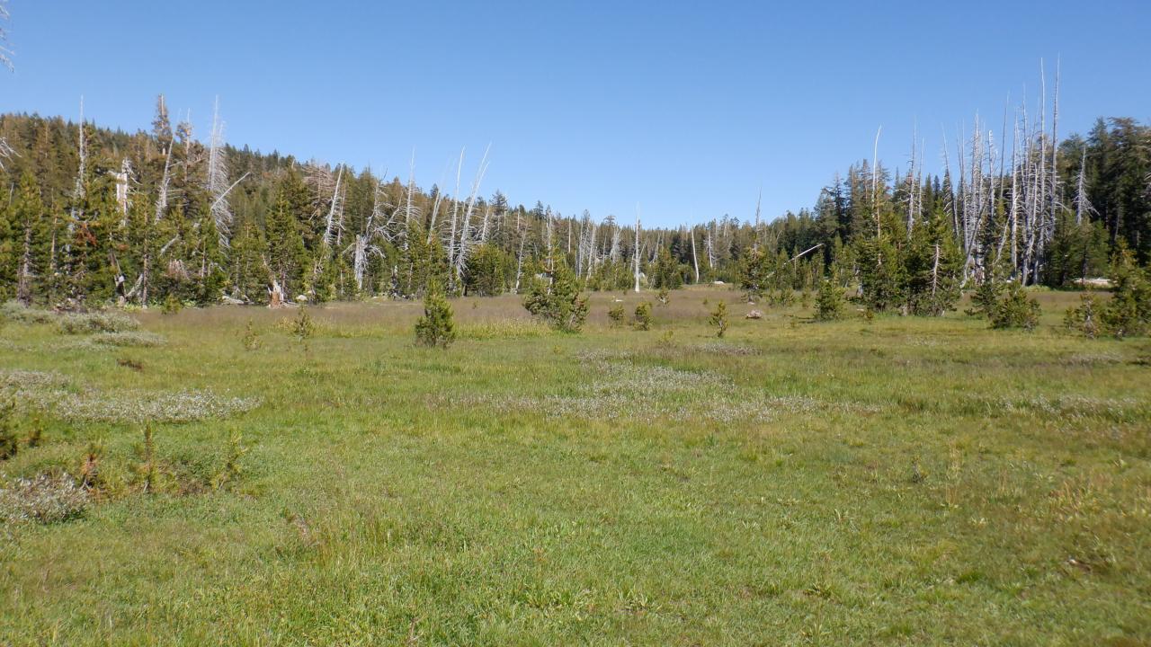 Pacific Crest Meadow