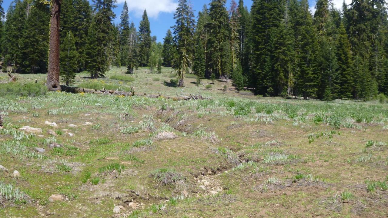 Downstream Tributary Channel