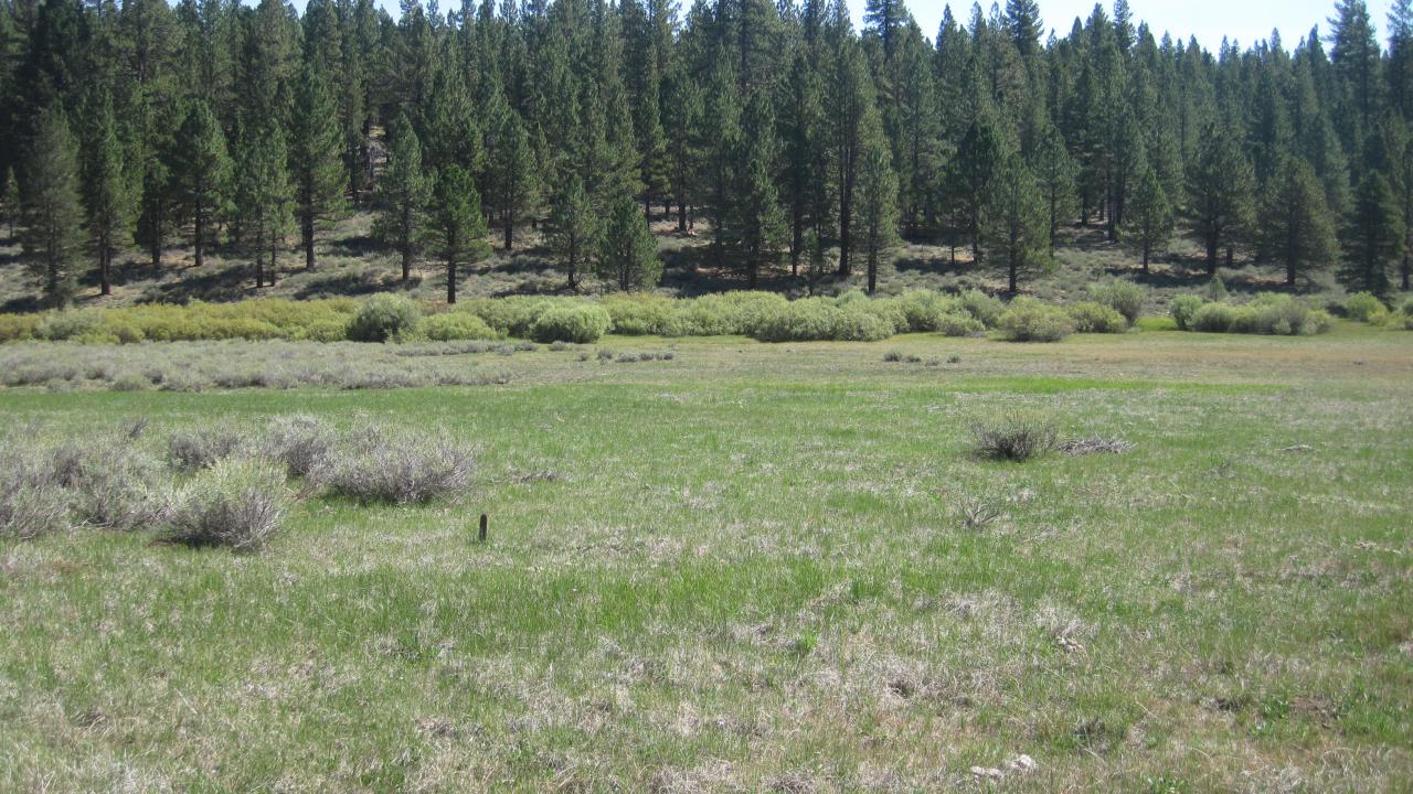 End of middle transect looking east
