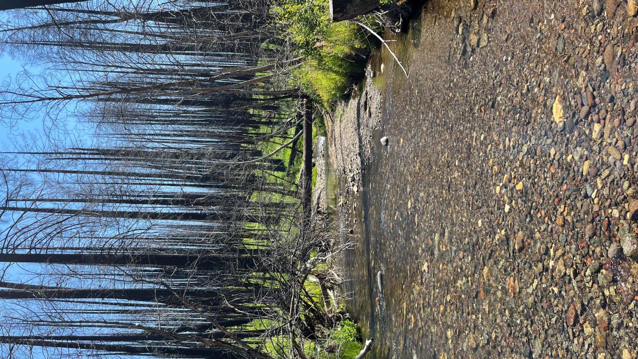 Shingle Mill