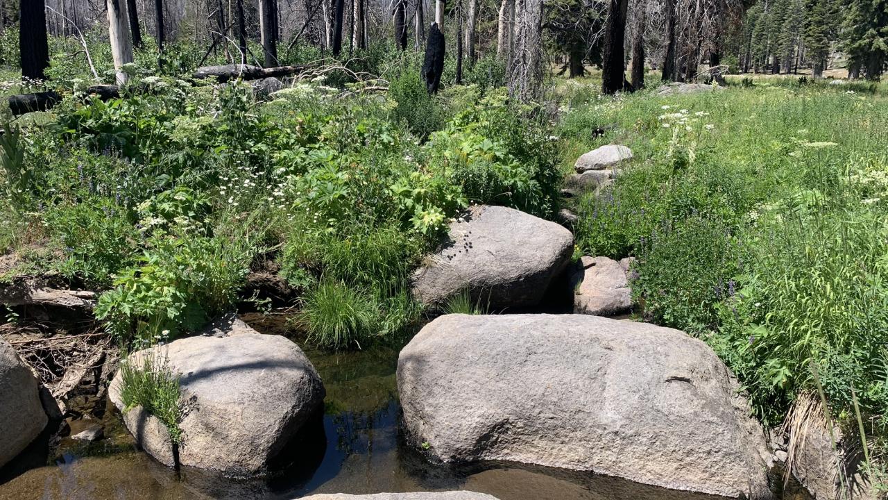 Willow Flat