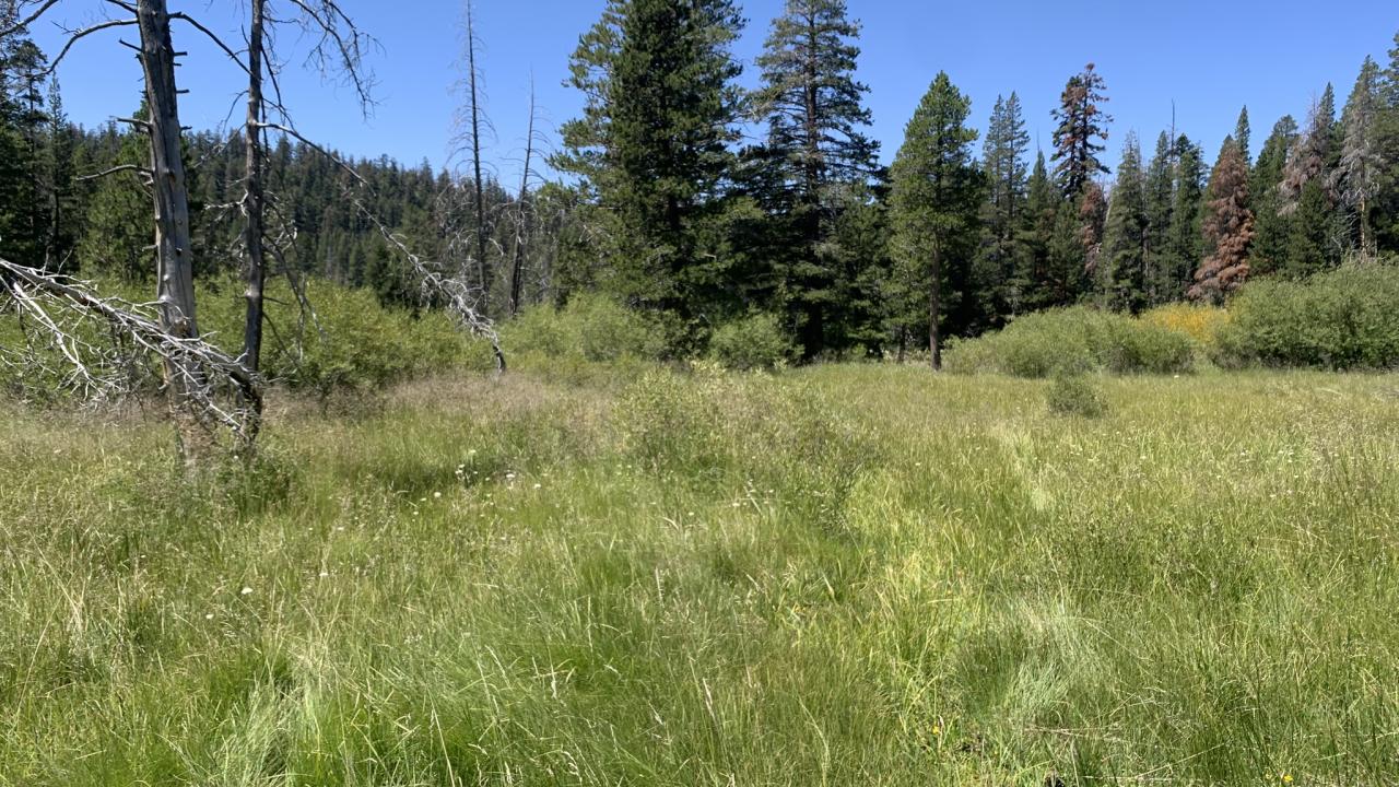 Trout Creek whole meadow