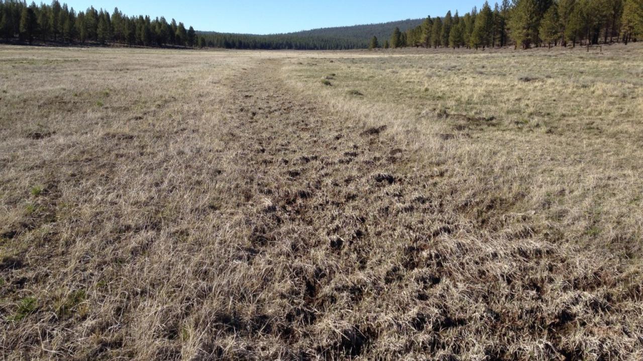 Long ditch through meadow leading to stock pond