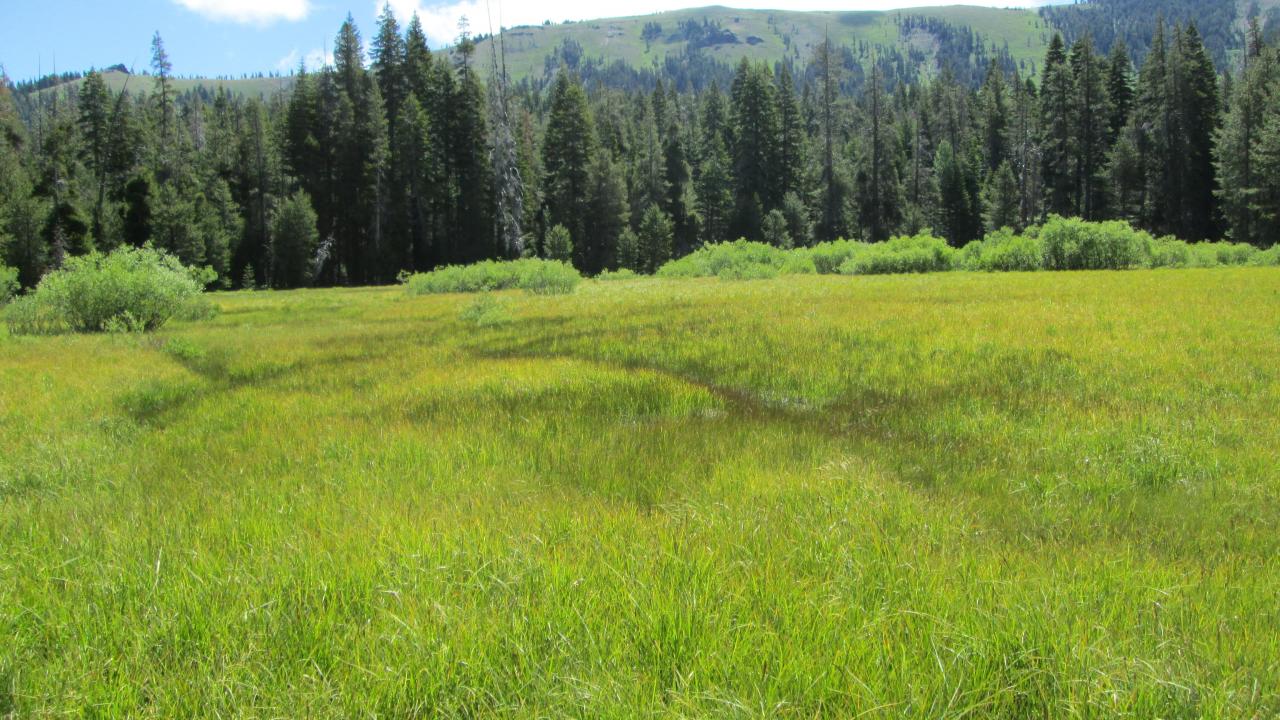 Lower meadow, looking east. Less than 5 acres