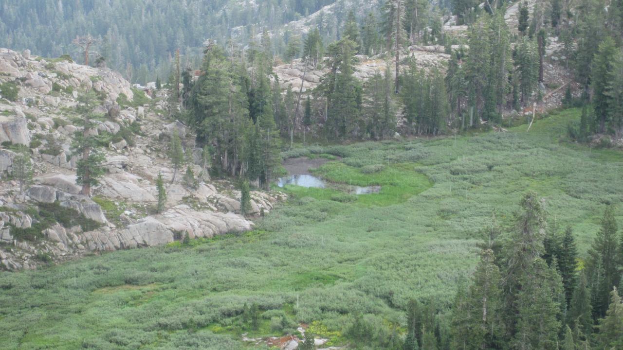 Meadow from above, zoomed in