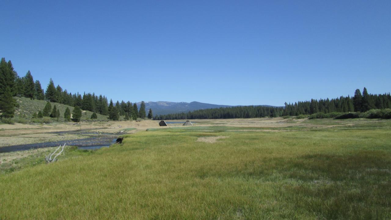 Meadow vegetation in previously inundated area