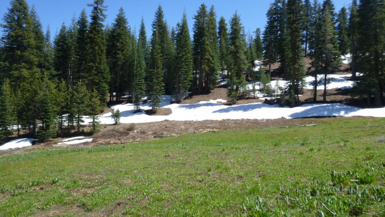Middle Transect (left to right)