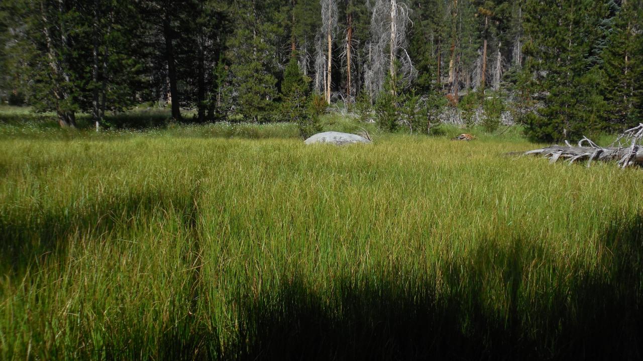 Middle Transect Left to Right Overview