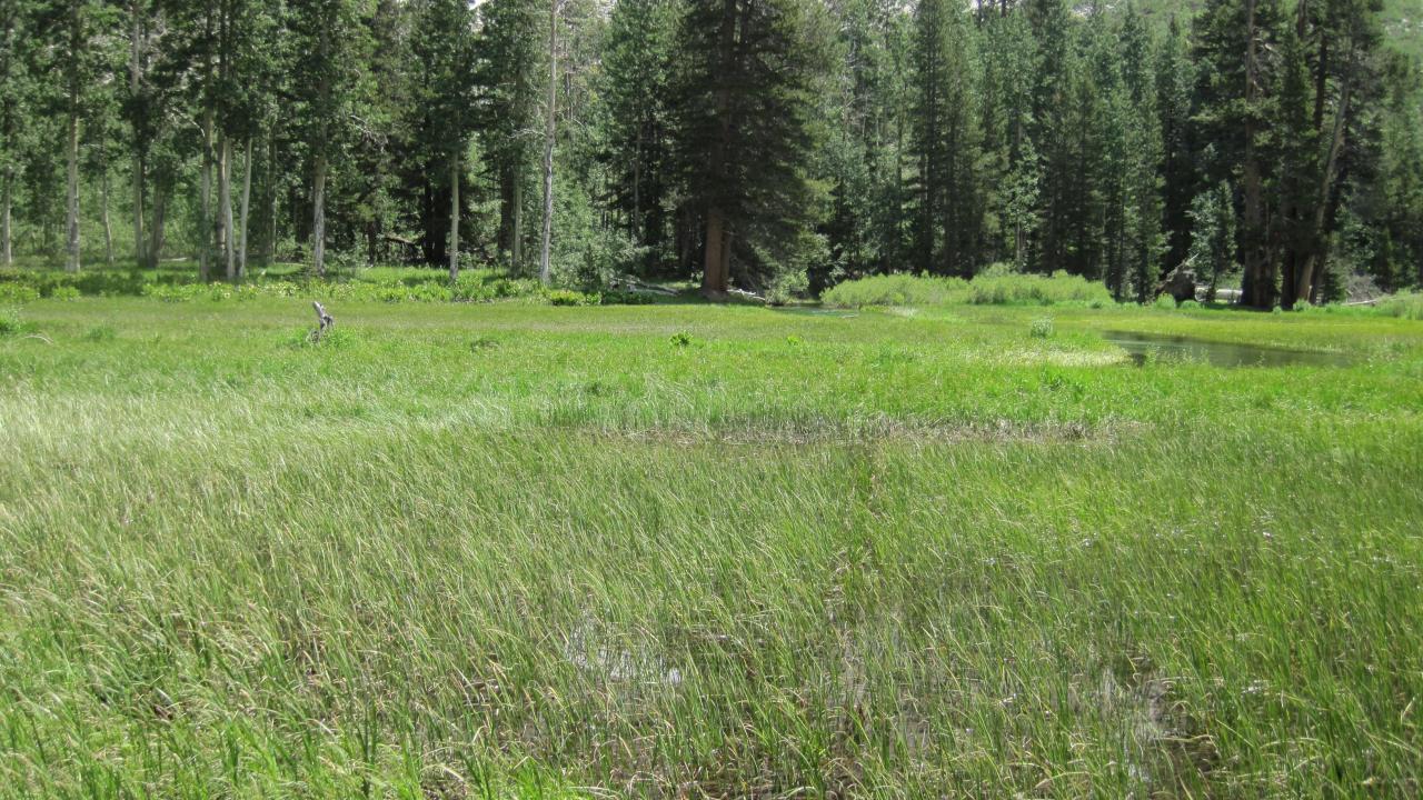 Middle Transect Left to Right Overview