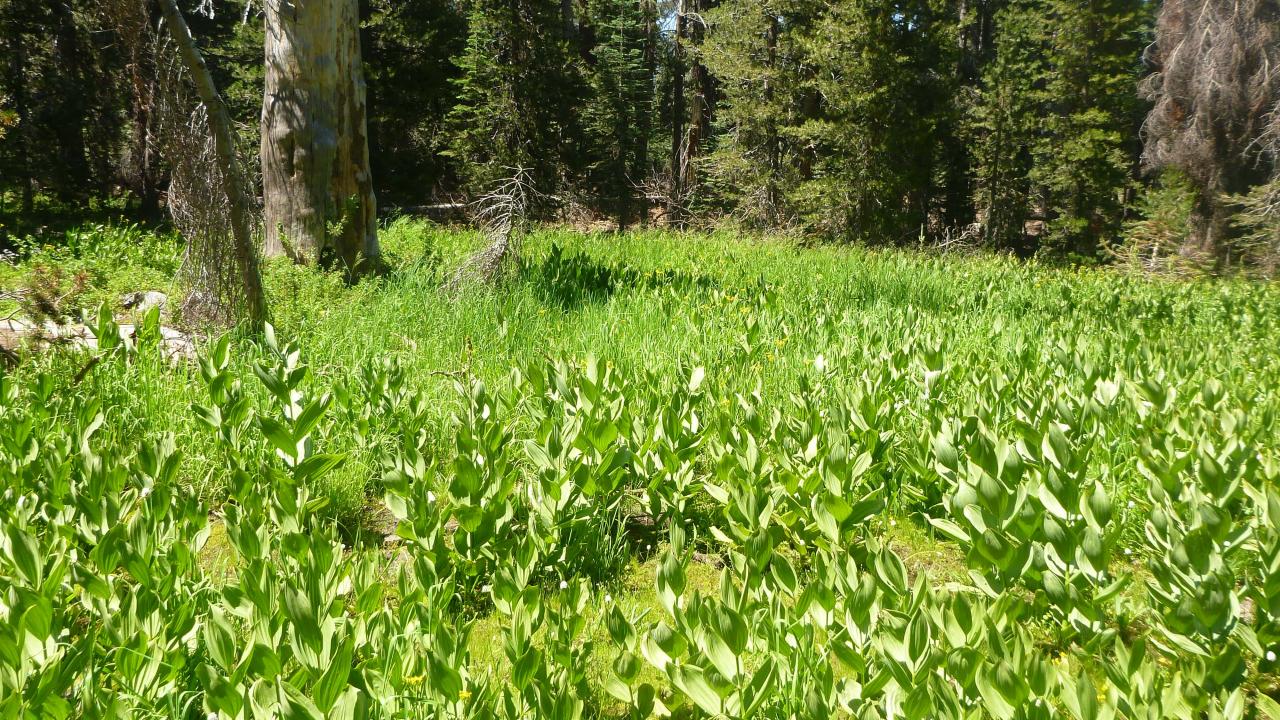 Middle Transect Overview (right to left)