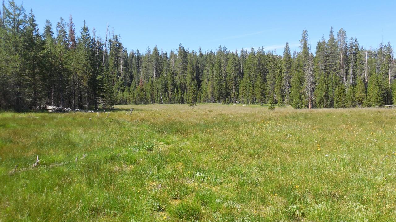 North section meadow overview (bottom of meadow)