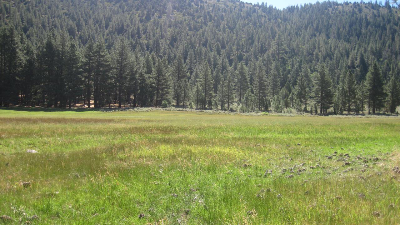 Start of lower transect, looking east