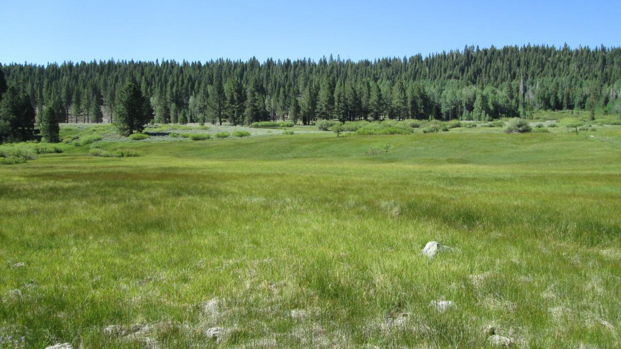 Start of upper transect, looking south