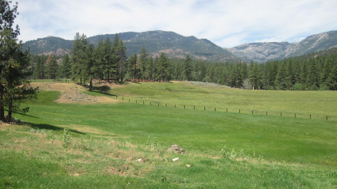 Terrace with cattle