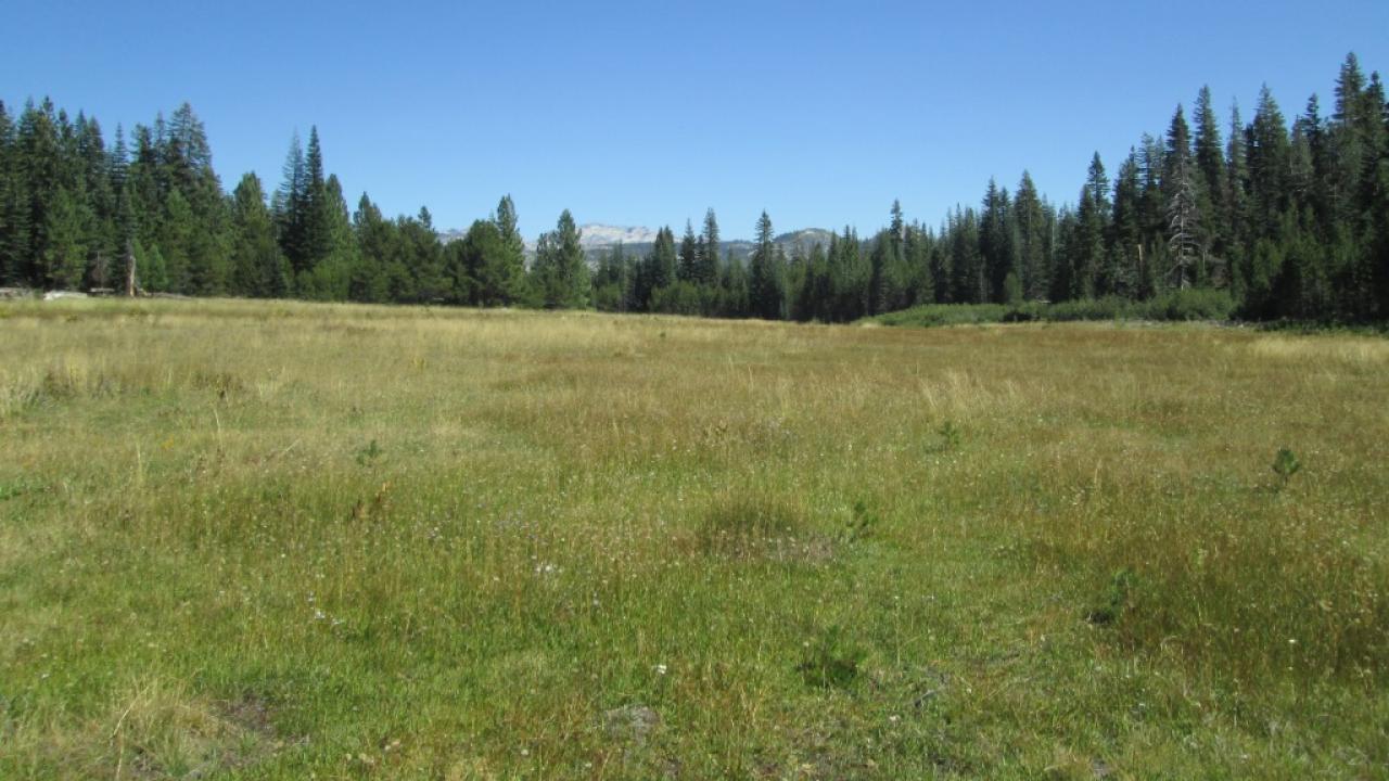 Top of Meadow Looking Down