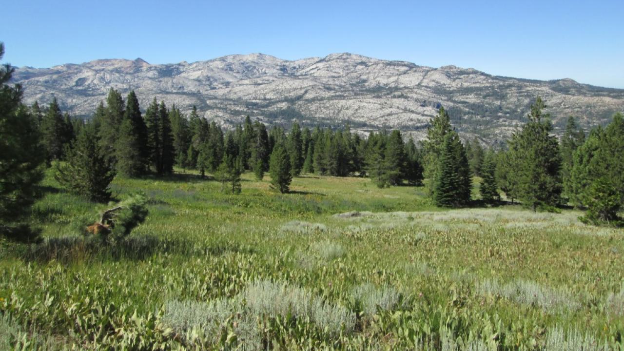 Top of Meadow Looking Down