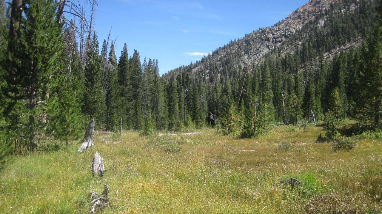 Top of Meadow