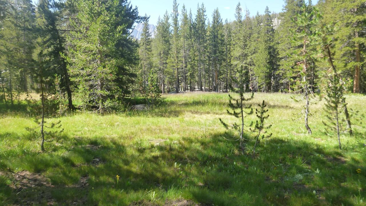 Top of Meadow