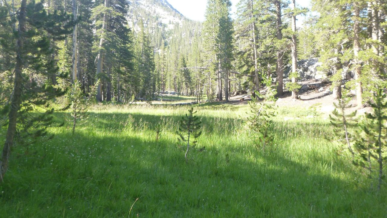 Top of Meadow
