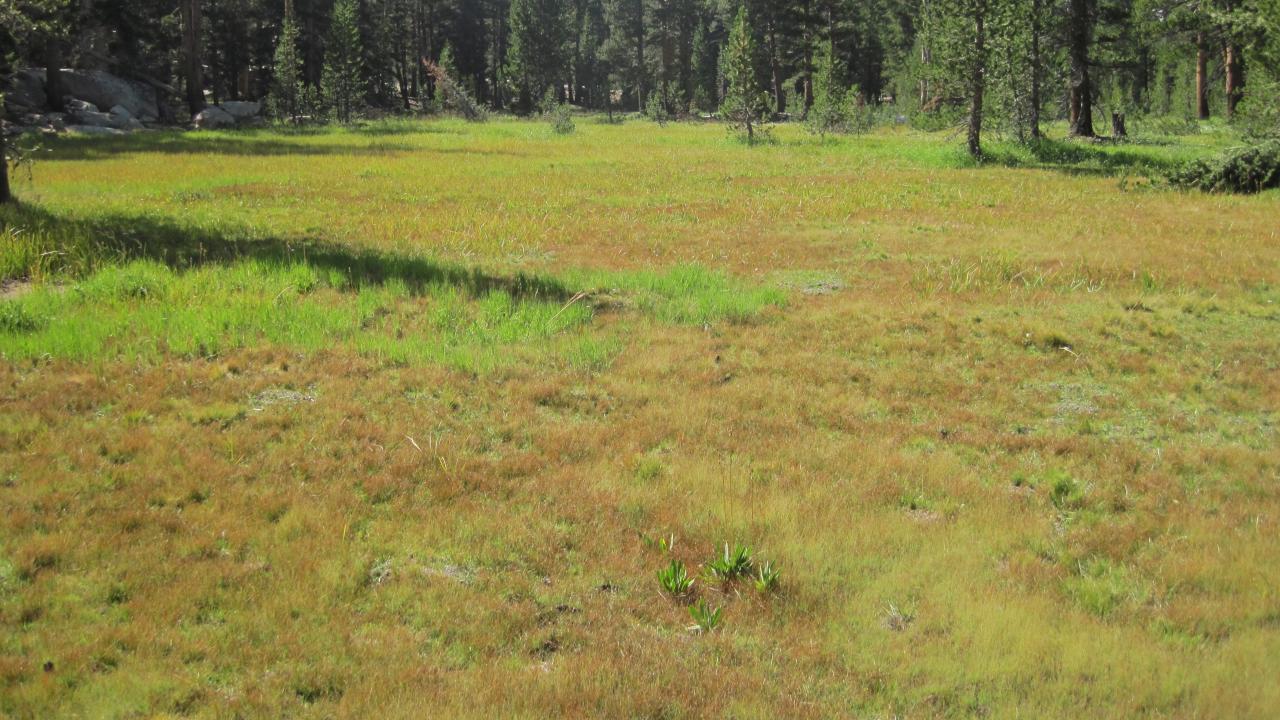 Top of Meadow