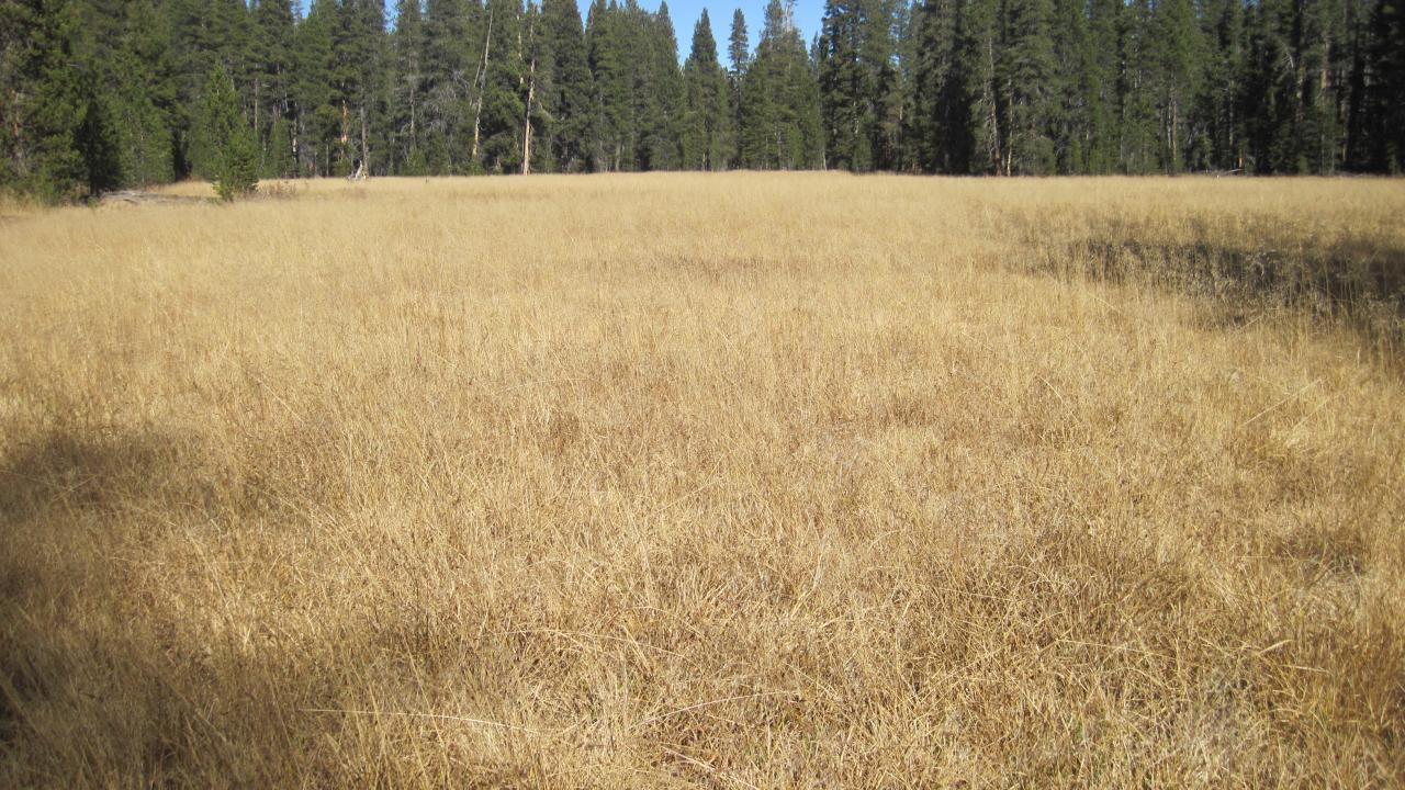 Top of Meadow