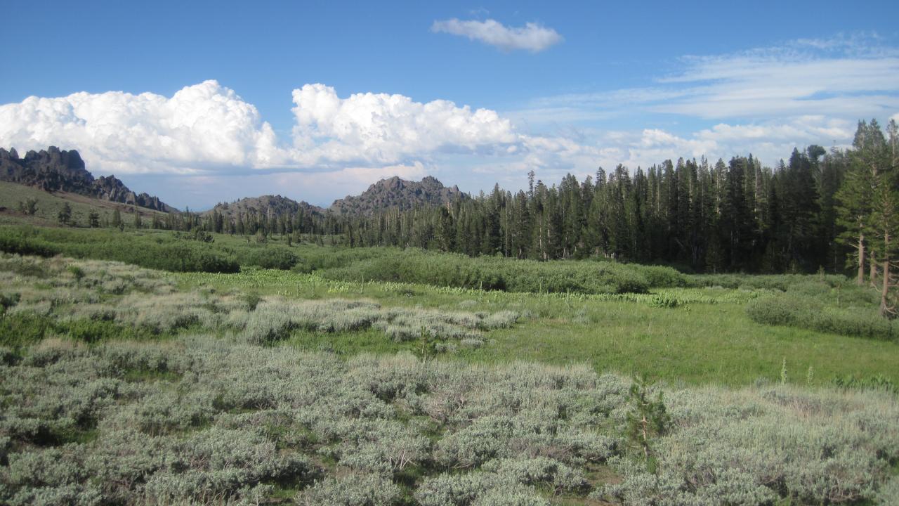 Top of meadow - all willow with sage encroachment