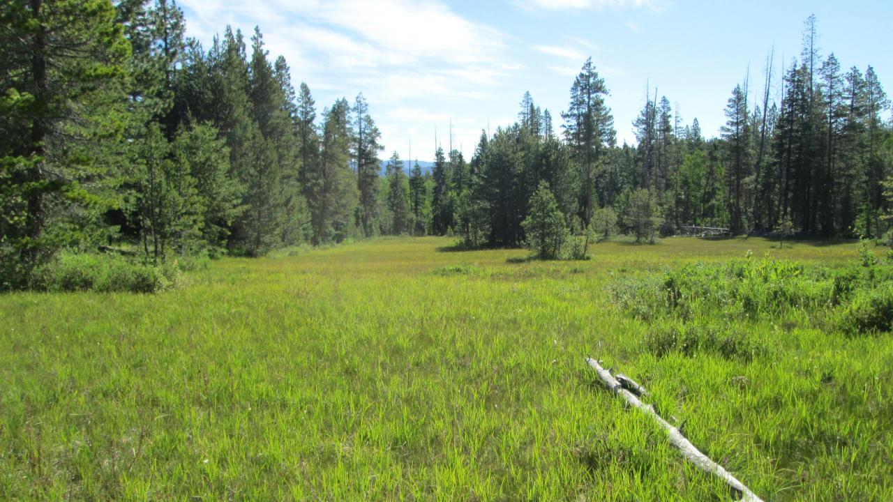 Top of meadow looking north