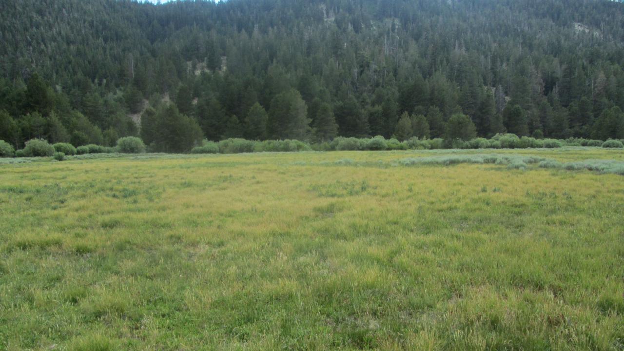 Top of meadow