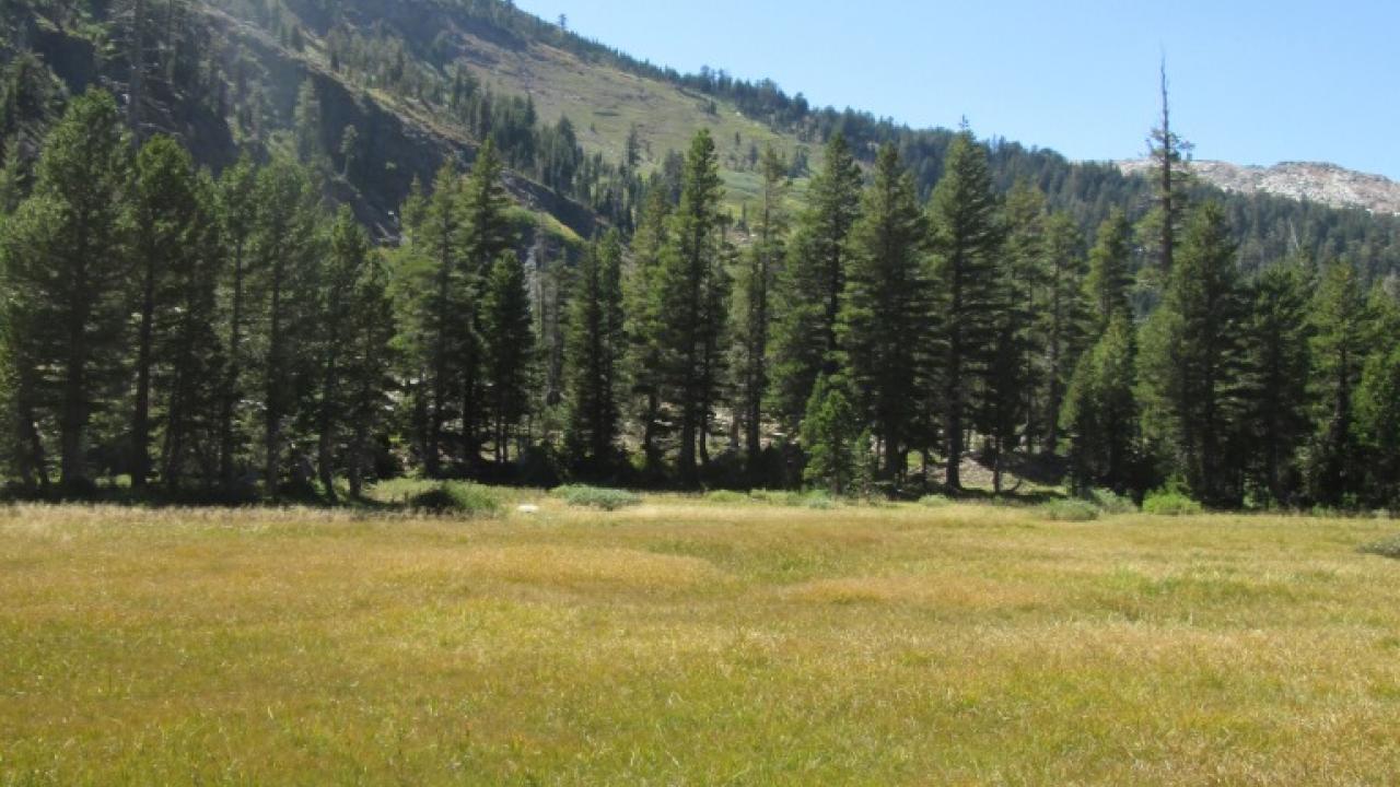 Transect 1 (right to left)