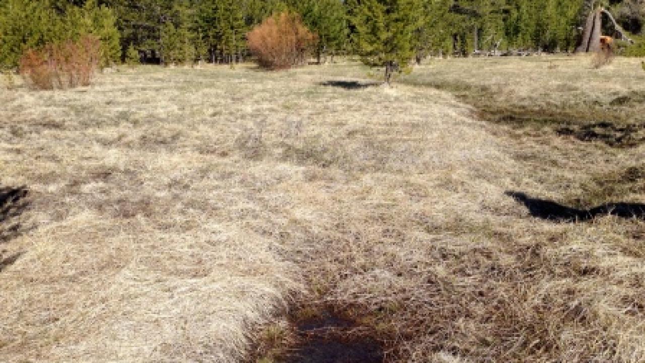 Transect 1 Third Stream Crossing (upstream)