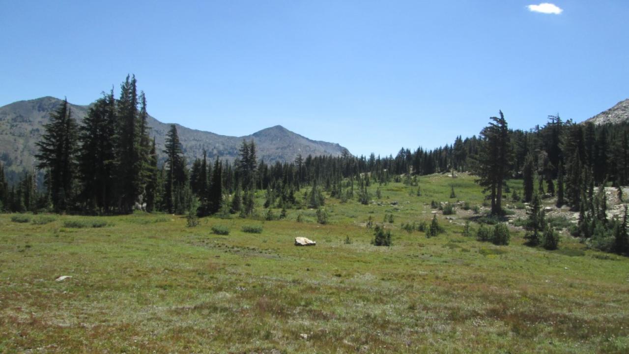 Transect 2 (left to right)