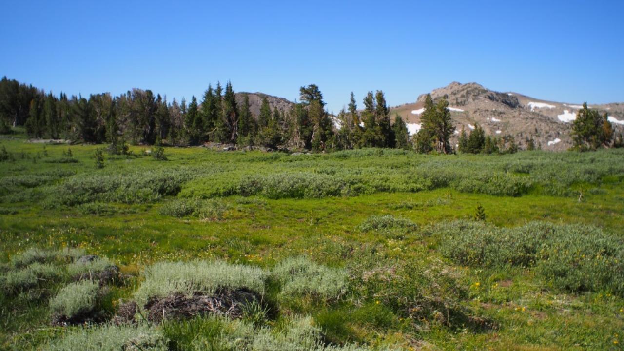 Transect 3, right
