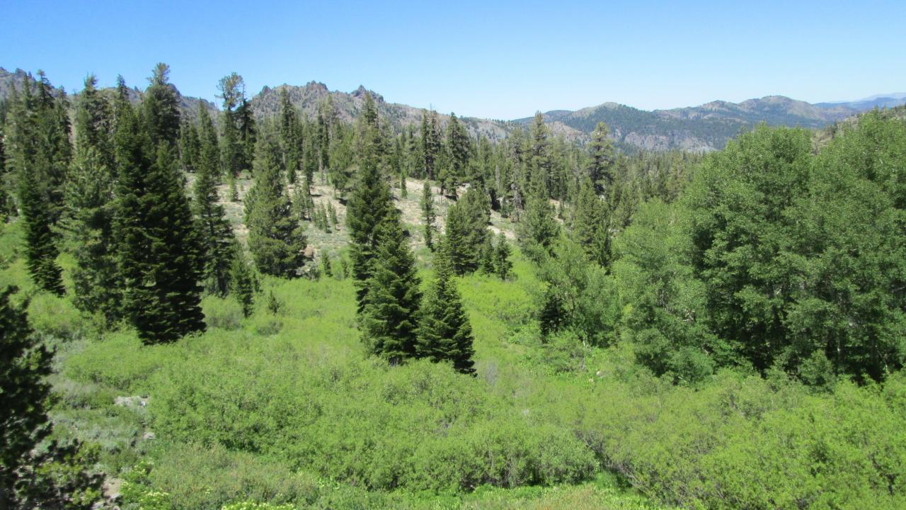 Willow section delineated as meadow in UCDavis shapefil