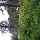 Lower Forni overgrowth