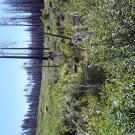 Grizzly Meadow