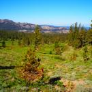 A channel from the trail at mid-meadow