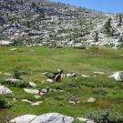 Bottom of Meadow 3