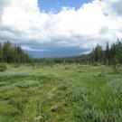 Bottom of Meadow Looking Up