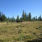 Bottom of Meadow
