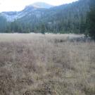 Bottom of Meadow
