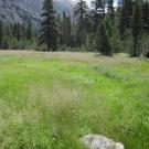 Bottom of Meadow