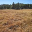 Bottom of Meadow