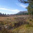 Bottom of Meadow